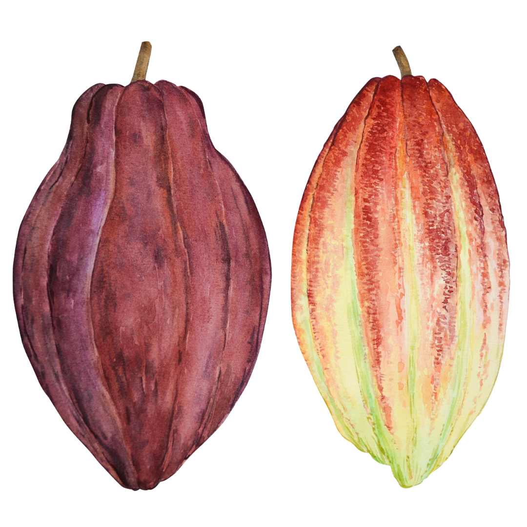 Cocoa Beans Line Art