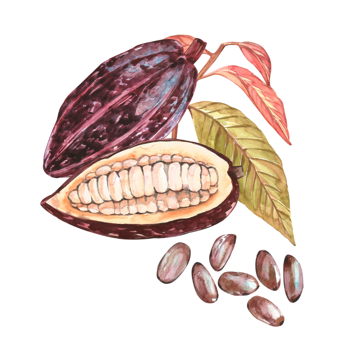 Cocoa Beans Line Art