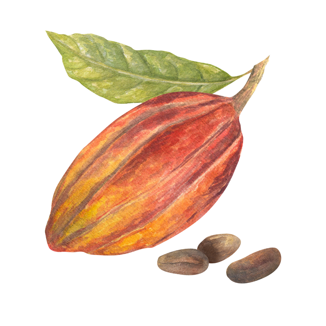 Cacao beans