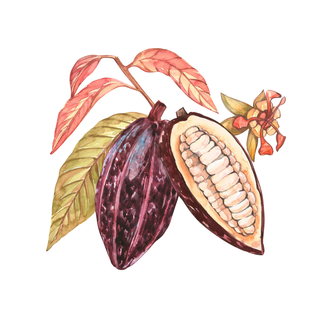 Cacao Beans